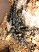 P. irminia