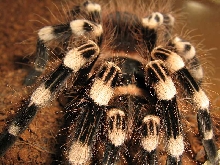 A. geniculata
