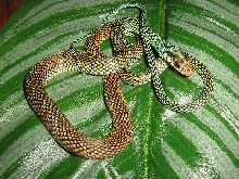 Speckled racer