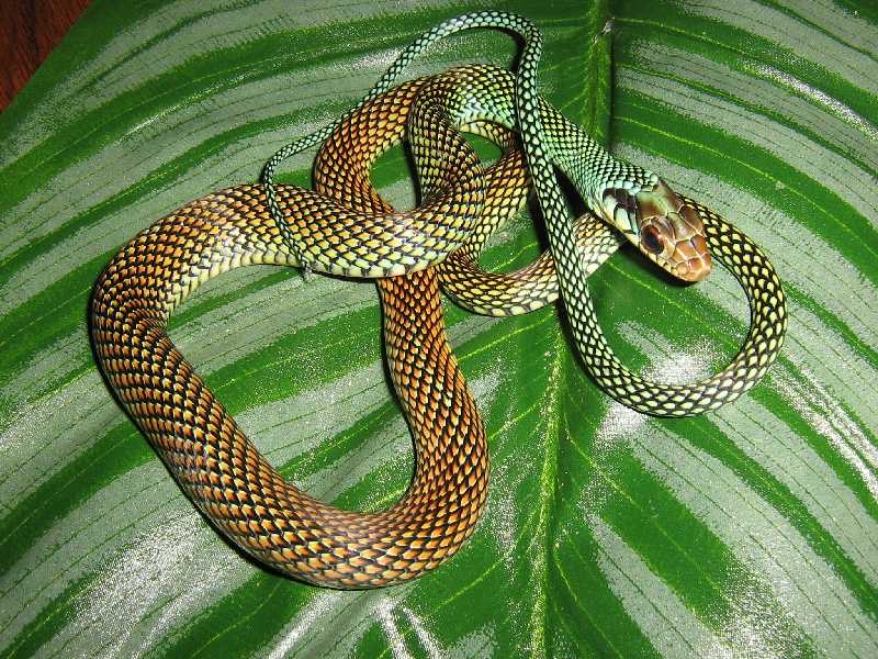 Speckled racer
