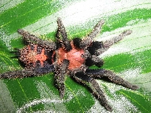 C. fasciatum, freshly molted