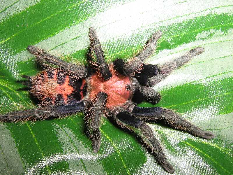 C. fasciatum, freshly molted