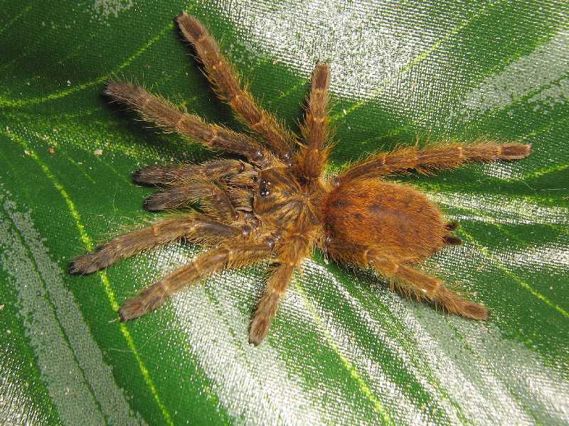 P.murinus