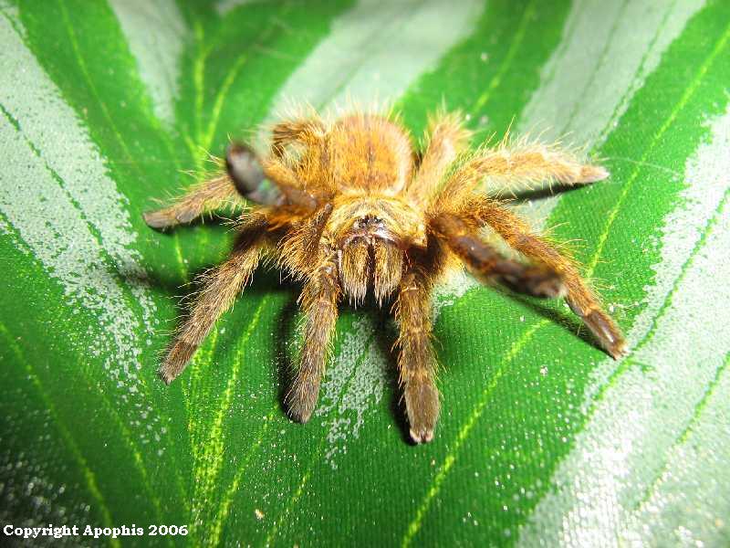 angry P. murinus RCF sling