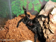angry G. pulchra