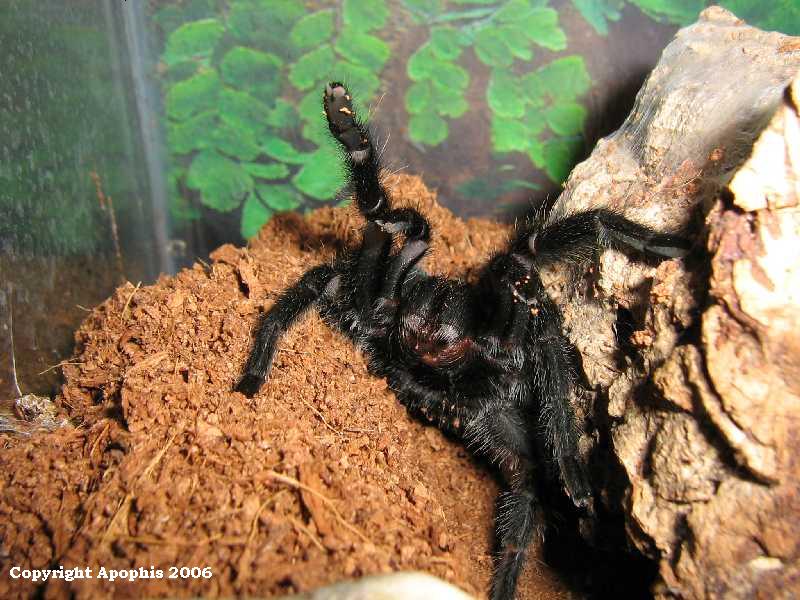 angry G. pulchra