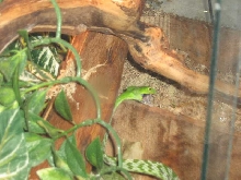 Asian Vine Snake vs mouse 1