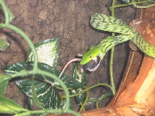 Asian Vine Snake vs mouse 2