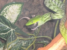 Asian Vine Snake vs mouse 3