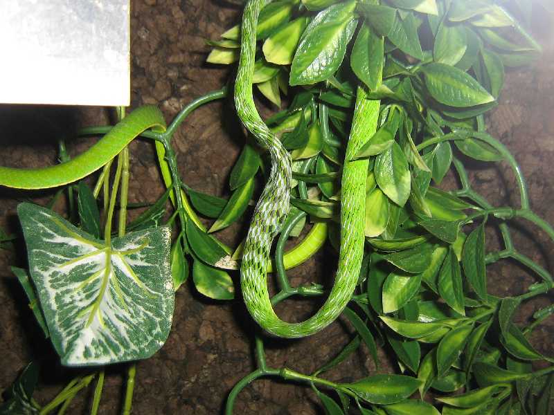 Asian Vine Snake vs mouse 4
