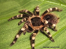 A. geniculata