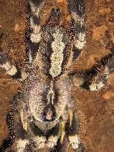 P. regalis postmolt