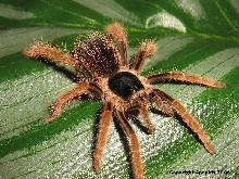 M. robustum