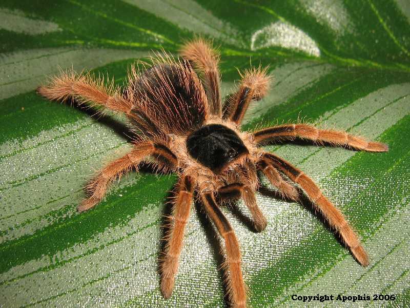 M. robustum