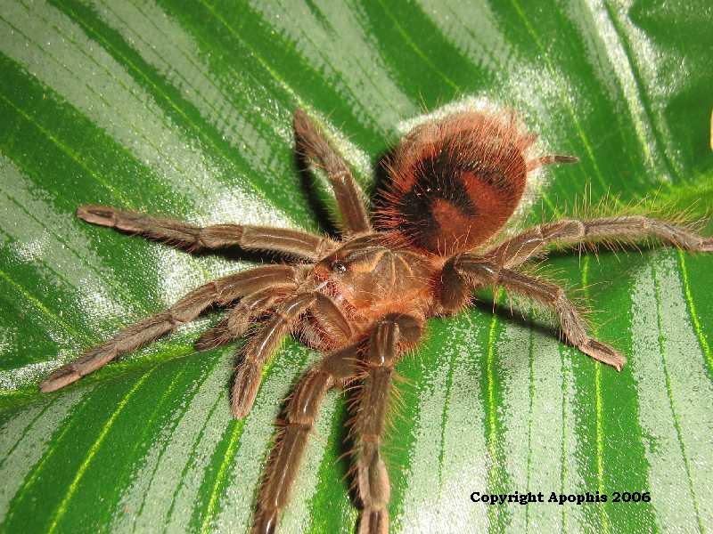 P. nigricolor