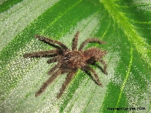 C. fimbriatus