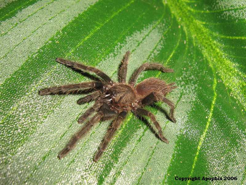 C. fimbriatus