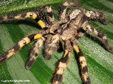 P. regalis