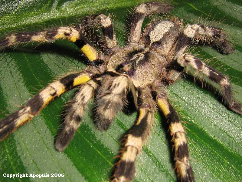 P. regalis