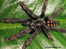P. irminia