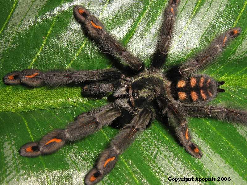 P. irminia
