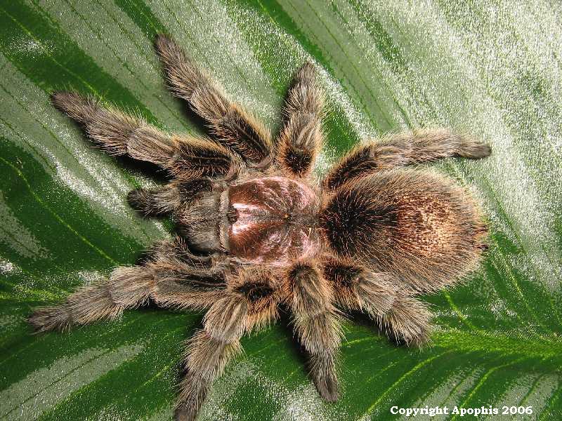 G. rosea