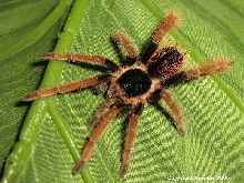 M. robustum