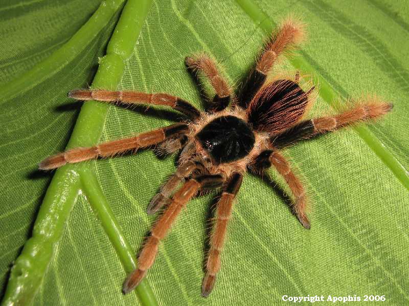 M. robustum