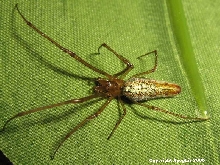 Tetragnatha sp