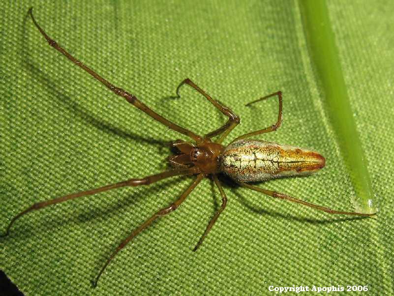 Tetragnatha sp
