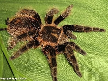 B. albopilosum