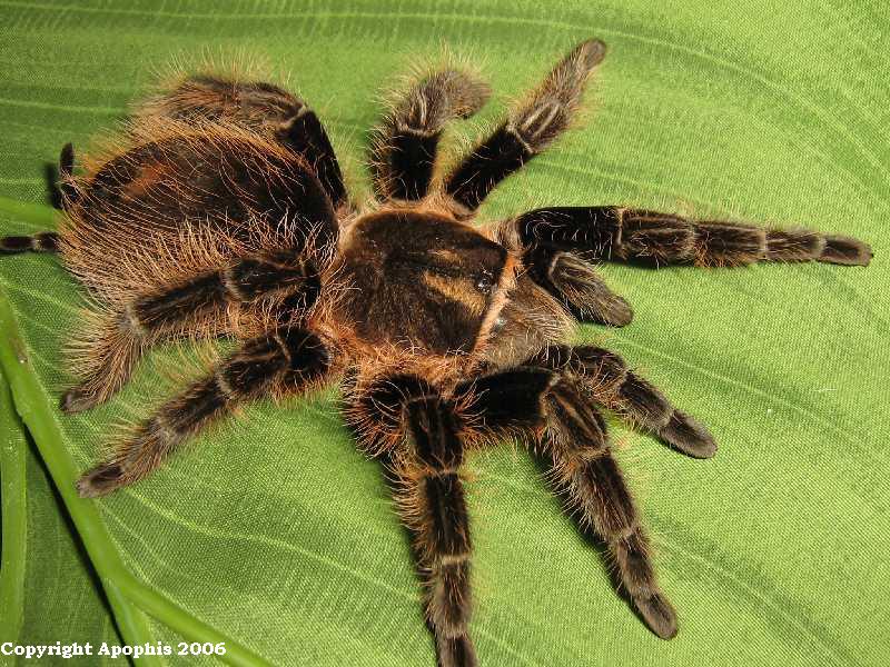 B. albopilosum