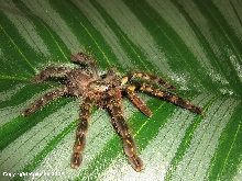 P.ornata