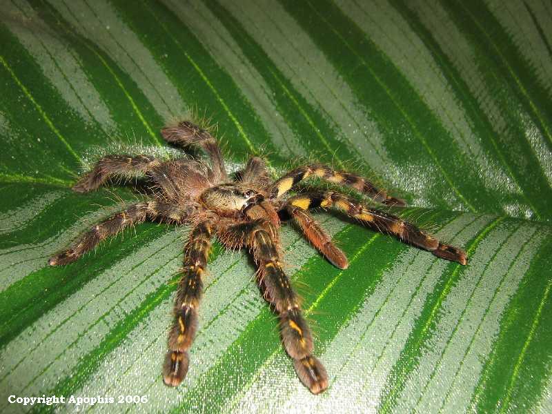 P.ornata