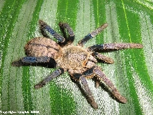 H. lividum with wound...