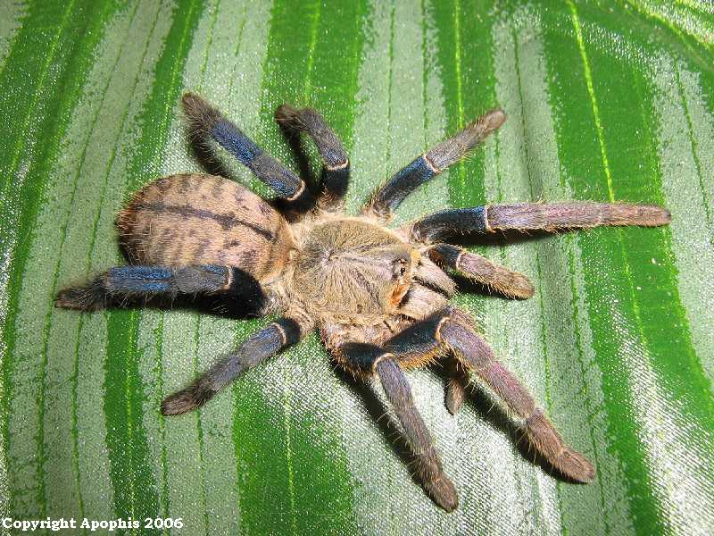 H. lividum with wound...