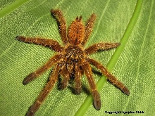 P. murinus RCF postmolt