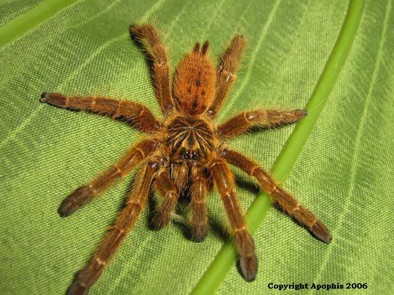 P. murinus RCF postmolt