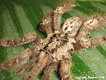 H. maculata