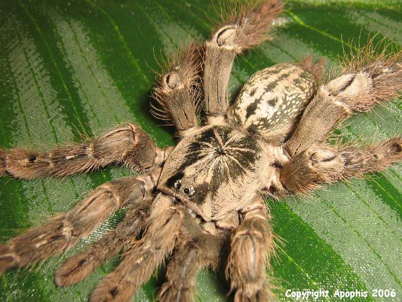 H. maculata