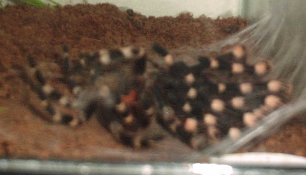 A. geniculata molting