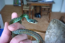speckled racer