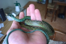 speckled racer 2
