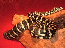 My sweet female JCP