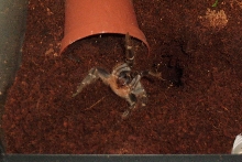 angry A. seemanni