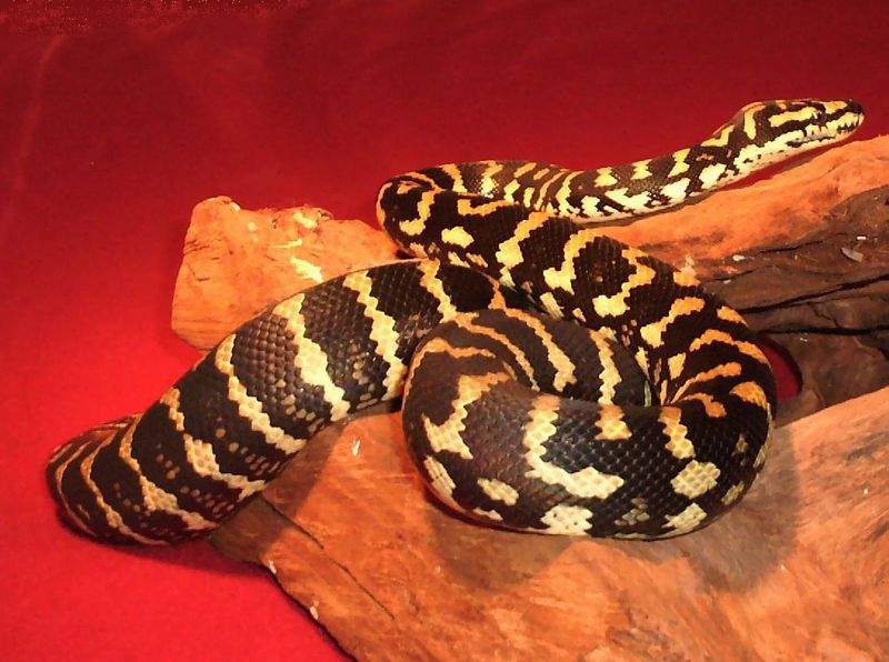 My sweet female JCP