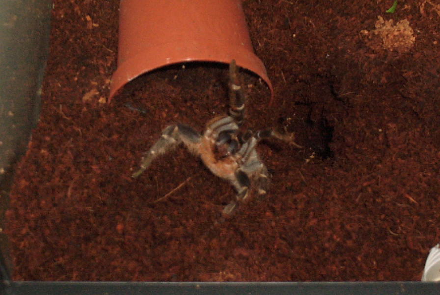 angry A. seemanni