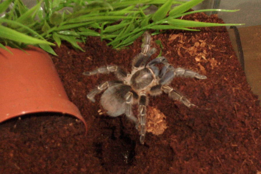 A. seemanni
