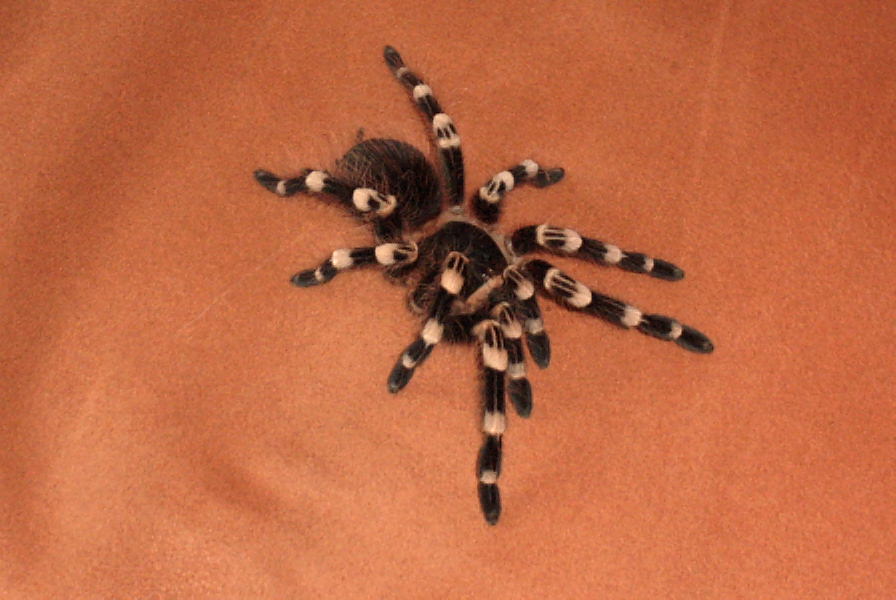 A. geniculata postmolt