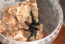 P. irminia postmolt